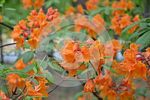 Orange flower petals
