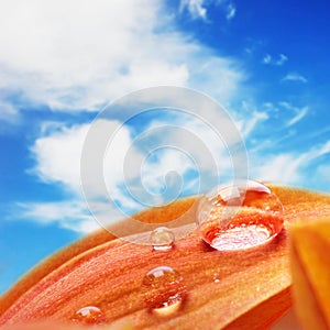 Orange flower petals with water drops on it