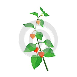 Orange flower physalis alkekengi isolated on a white background. Withania somnifera. Ashwagandha. Chinese lan