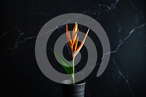 Orange flower in pot in the dark