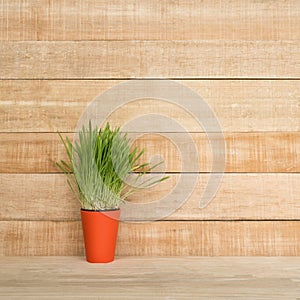 Orange flower pot with greens on the table stands on a light brown wooden wall background. Copy space