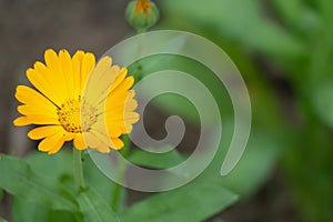 Orange flower, Pot Marigold, Calendula officinalis close up. Raindrops in petals. Pot Marigold background. They are