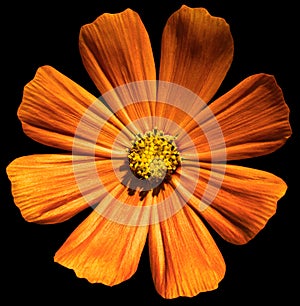 Orange flower Primula isolated