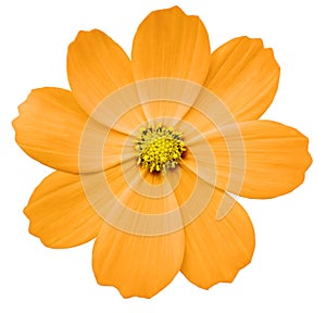 Orange flower Primula. white isolated background with clipping path. Closeup. no shadows. yellow center.