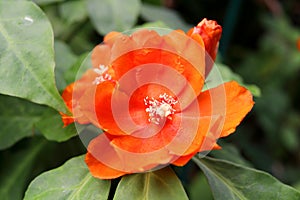 Orange flower of Rose cactus or Wax Rose.