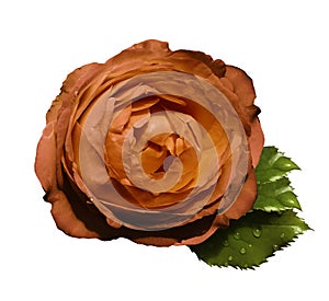 Orange flower roses on a white isolated background with clipping path no shadows. Rose with green leaves. For design. Clo