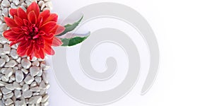 Orange flower of Royal Dahlia on pebbles with large copy space.Design template