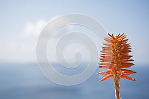 Orange flower, Santorini, Greece