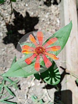 Orange Flower & Shadow Leaf interesting Contrast