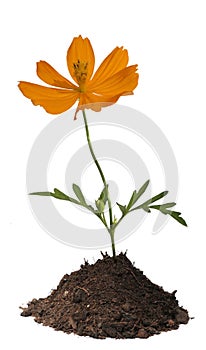Orange flower in soil isolated