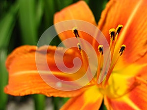 Orange flower with stamens