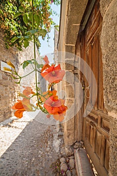 Orange flower in the street, Old Town Rhodes