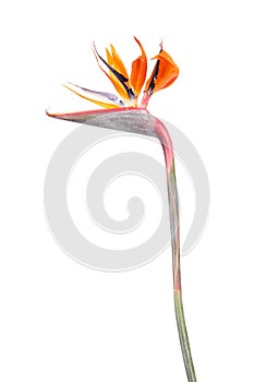 Flower of Strelitzia reginae or Bird of paradise plant isolated on white background