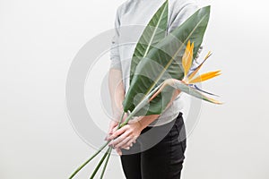 Orange flower of Strelitzia Reginae - bird of paradise, in woman hand. Tropical bud and green leaves. Horizontal photo