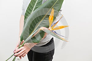 Orange flower of Strelitzia Reginae - bird of paradise, in woman hand. Tropical bud and green leaves. Horizontal photo