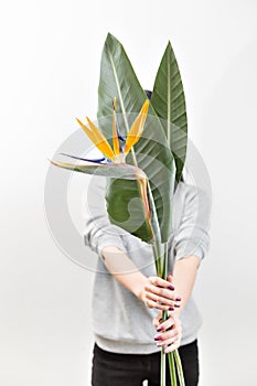 Orange flower of Strelitzia Reginae - bird of paradise, in woman hand. Tropical bud and green leaves. Horizontal photo