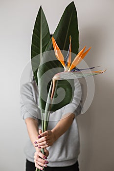 Orange flower of Strelitzia Reginae - bird of paradise, in woman hand. Tropical bud and green leaves. Horizontal photo