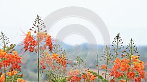 Orange flower that sway in the wind in garden background mountains