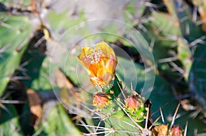 Orange Flower on top of a Green Cactus