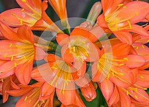 Orange clivia bloom up close