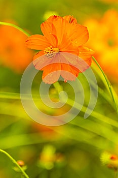 Orange flower with water drops
