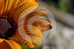 Orange flower with water drops