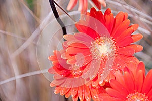 Orange Flower