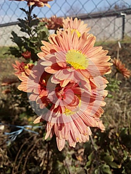 Orange flower