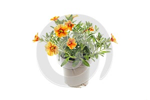 Orange flowered calibrachoa plant