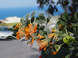 Orange Flowered Leguminous Plant In Crete Greece photo