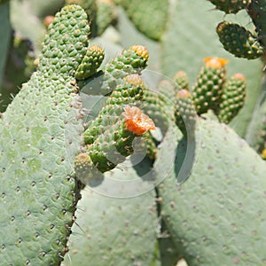Orange flowering cactus