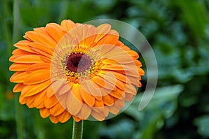 Orange flowering Gerbera plant growing in a greenhouse from close