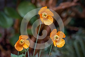 Orange flowering Papaver cambricum plants from close