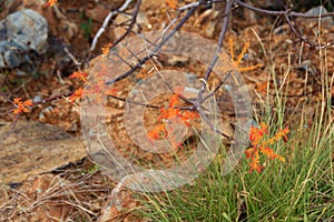 The orange flowers