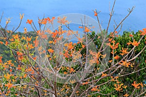 The orange flowers