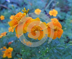 Orange flowers