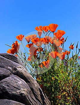 Orange Flowers