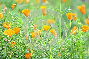 Orange Flowers