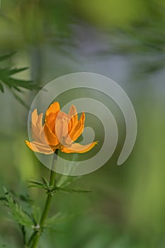 Orange flowers of Asian Globeflower Trollius asiaticus on a blurred green background. Selective focus and shallow depth of field