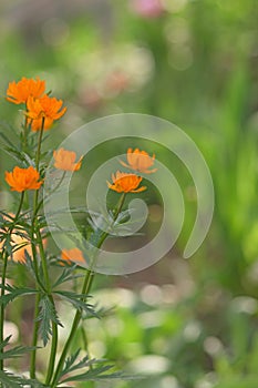 Orange flowers of Asian Globeflower Trollius asiaticus on a blurred green background. Selective focus and shallow depth of field