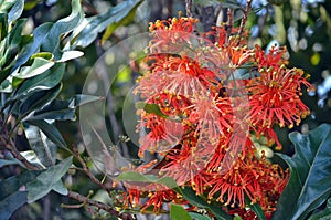 Orange flowers of the Australian native Firewheel tree