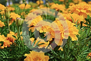 Orange flowers background in garden