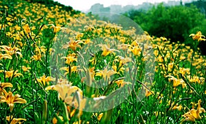 lily flowers