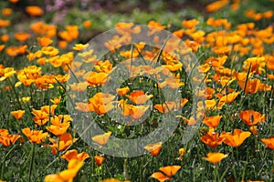 Orange flowers in bloom