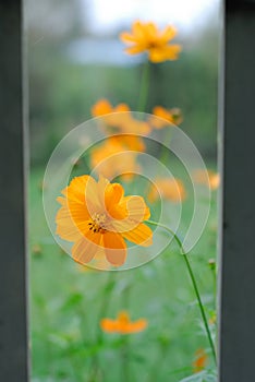 Orange flowers in bloom