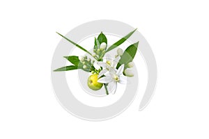 Orange flowers, buds, leaves and fruit branch isolated on white