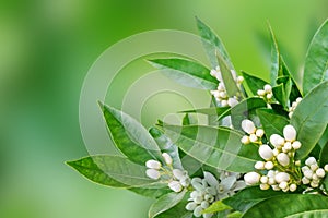 Orange flowers and buds spring horizontal background. Neroli blossom