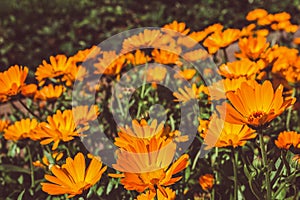 Orange flowers of calendula in the garden.