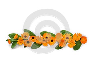Orange flowers Calendula  Calendula officinalis, pot marigold, ruddles, garden marigold  on a white background