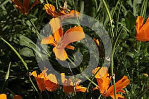 Orange flowers of a California poppy or golden poppy (eschscholzia californica)